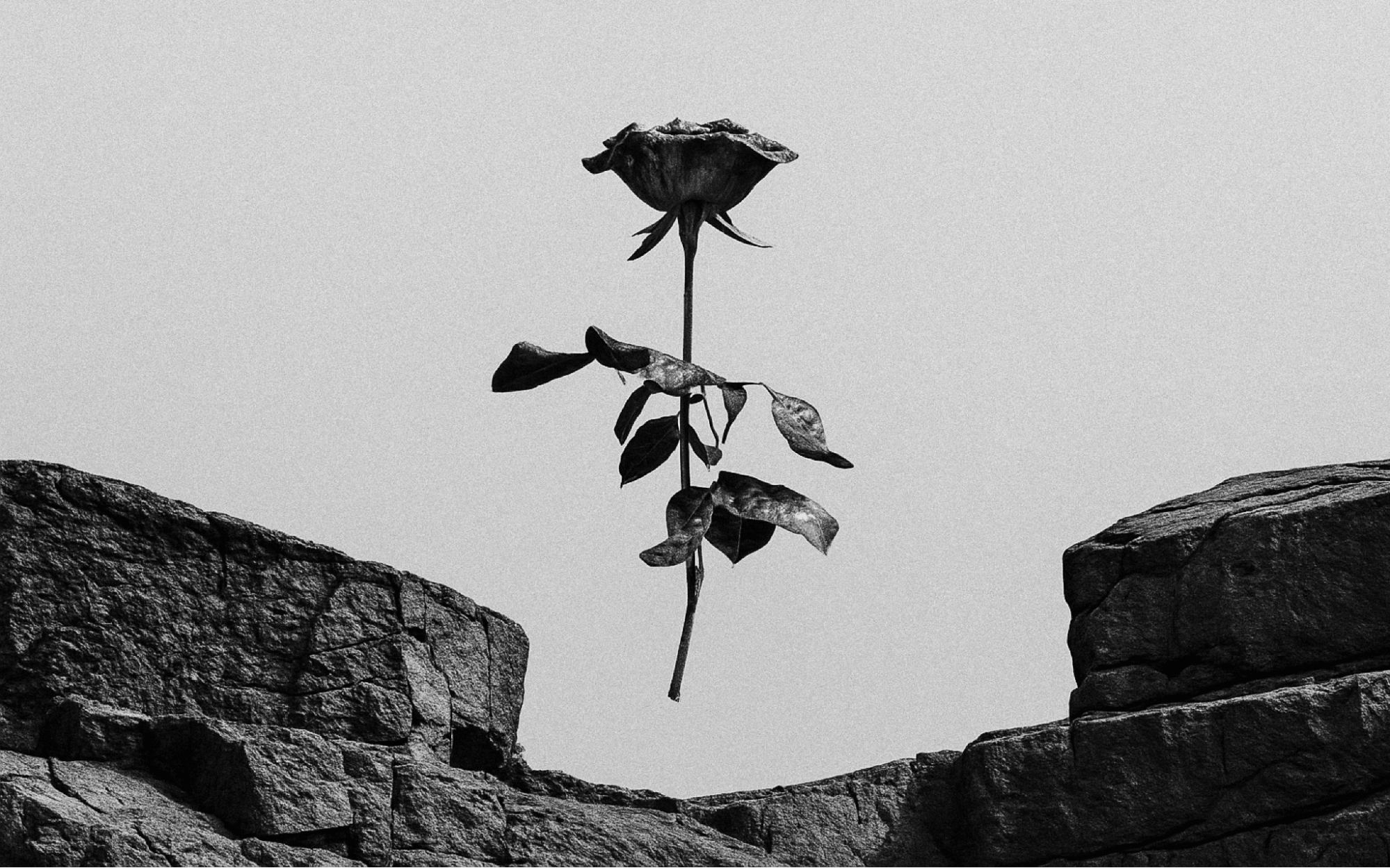 Rose from stone